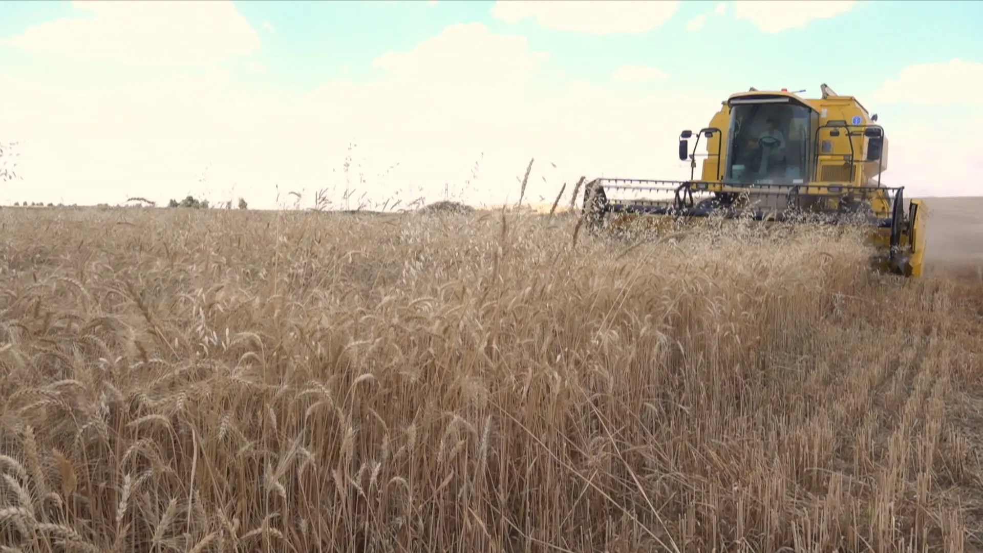 Kirkuk farmers harvest crops prematurely amid fire risk